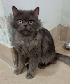 Persian Male Cat for Sale Triple vaccinated