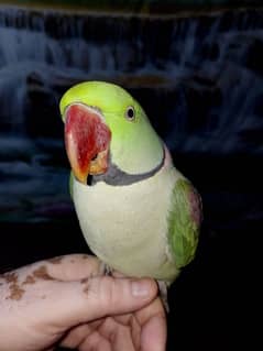 parrot raw