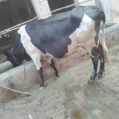 Pure Freazon Cow with two  calves : گاۓ براۓ فروخت,  ساتھ دو بچھڑیاں