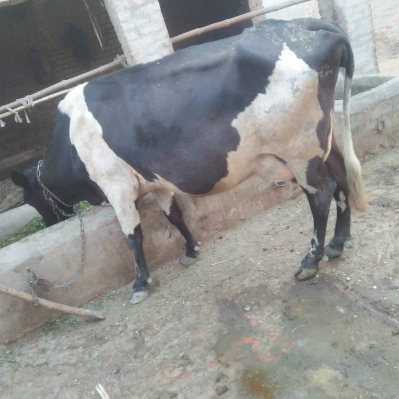 Pure Freazon Cow with two  calves : گاۓ براۓ فروخت,  ساتھ دو بچھڑیاں 0