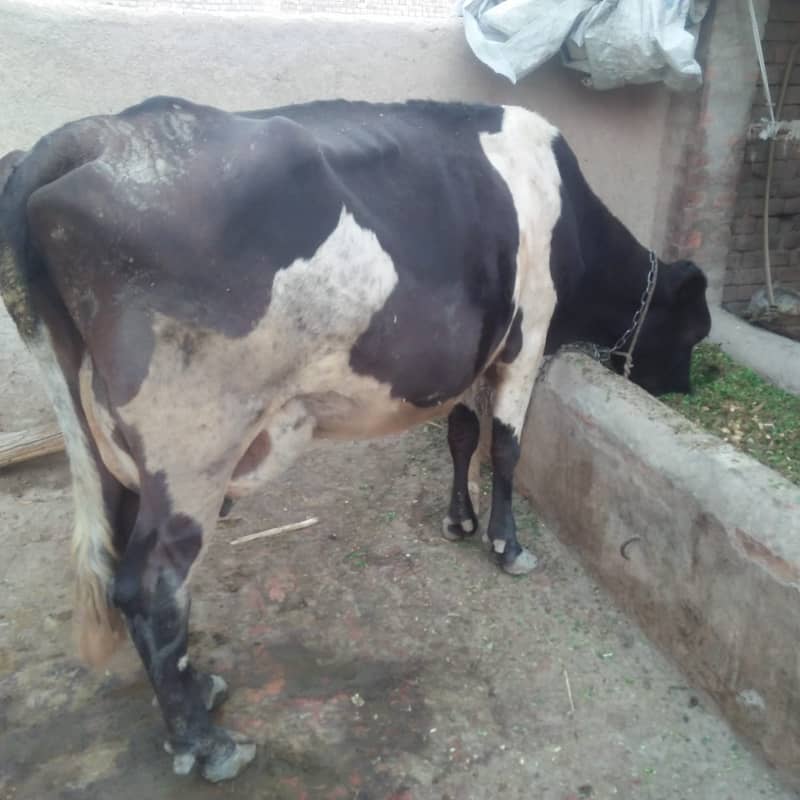 Pure Freazon Cow with two  calves : گاۓ براۓ فروخت,  ساتھ دو بچھڑیاں 1