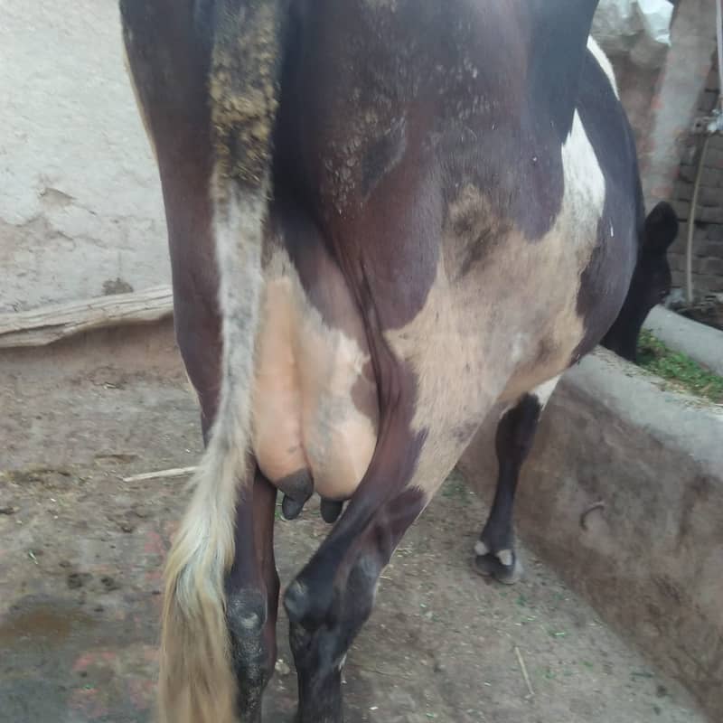 Pure Freazon Cow with two  calves : گاۓ براۓ فروخت,  ساتھ دو بچھڑیاں 2