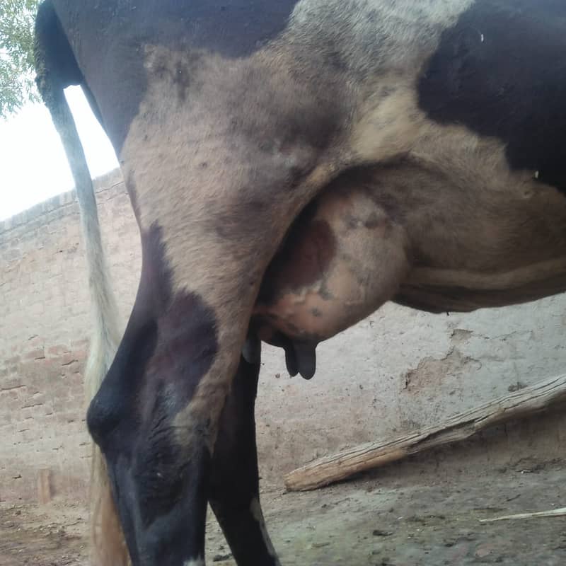 Pure Freazon Cow with two  calves : گاۓ براۓ فروخت,  ساتھ دو بچھڑیاں 3