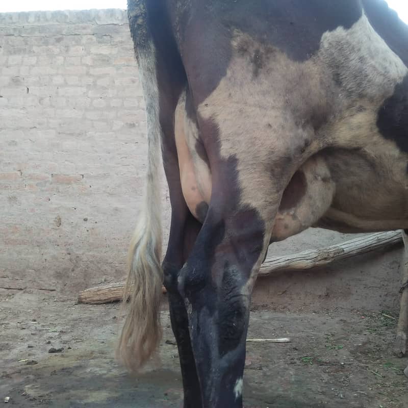 Pure Freazon Cow with two  calves : گاۓ براۓ فروخت,  ساتھ دو بچھڑیاں 4