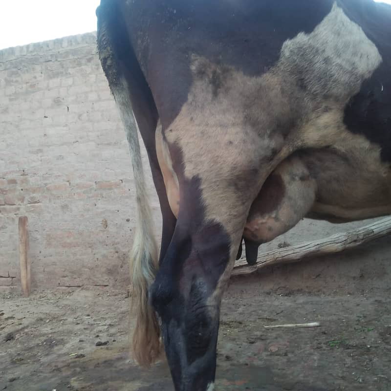 Pure Freazon Cow with two  calves : گاۓ براۓ فروخت,  ساتھ دو بچھڑیاں 5