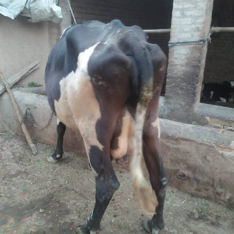 Pure Freazon Cow with two  calves : گاۓ براۓ فروخت,  ساتھ دو بچھڑیاں 6