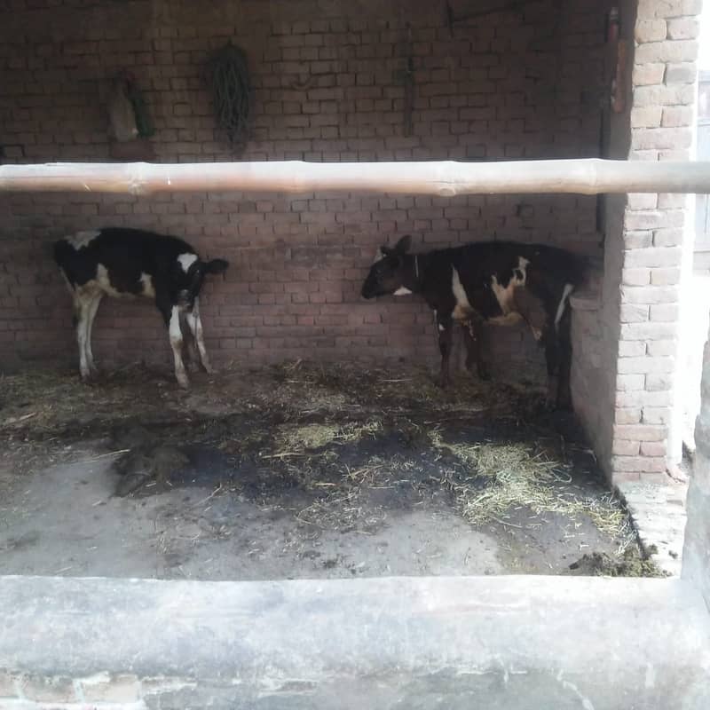 Pure Freazon Cow with two  calves : گاۓ براۓ فروخت,  ساتھ دو بچھڑیاں 7