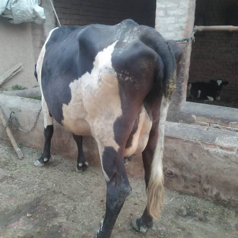 Pure Freazon Cow with two  calves : گاۓ براۓ فروخت,  ساتھ دو بچھڑیاں 8