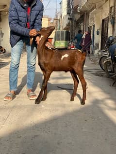 bakra