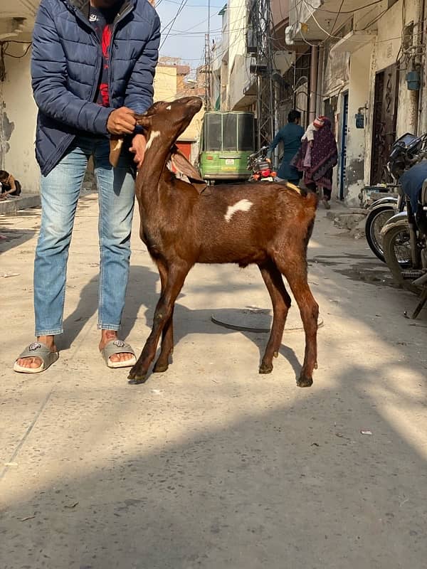 bakra for sale 8 month age healthy 0