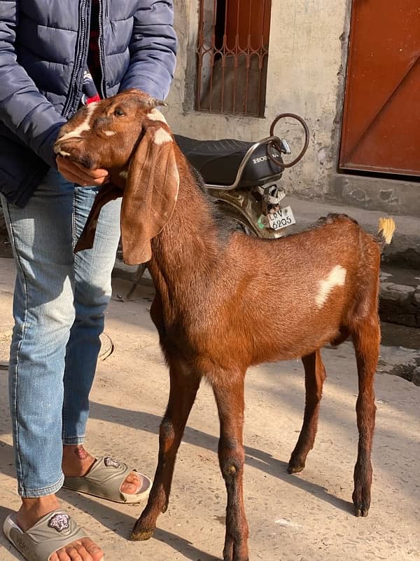 bakra for sale 8 month age healthy 1