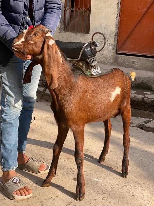 bakra for sale 8 month age healthy 2