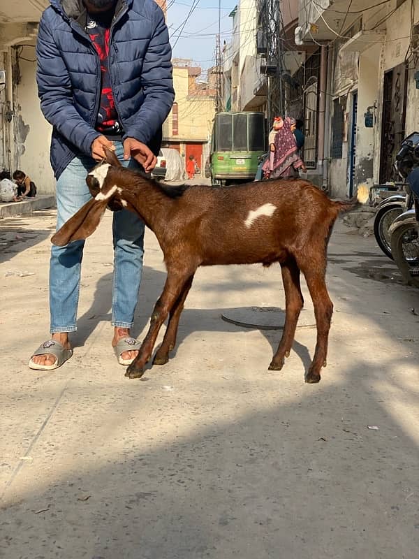 bakra for sale 8 month age healthy 3