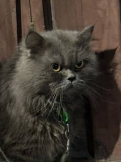 Persian cat male for breeding