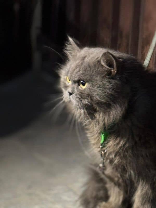 Persian cat male for breeding 1