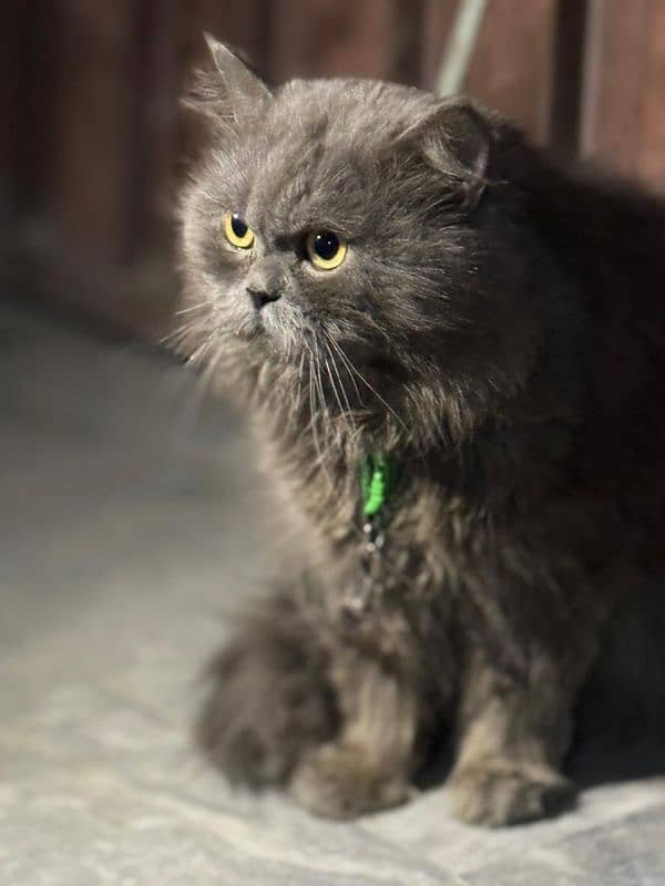 Persian cat male for breeding 2