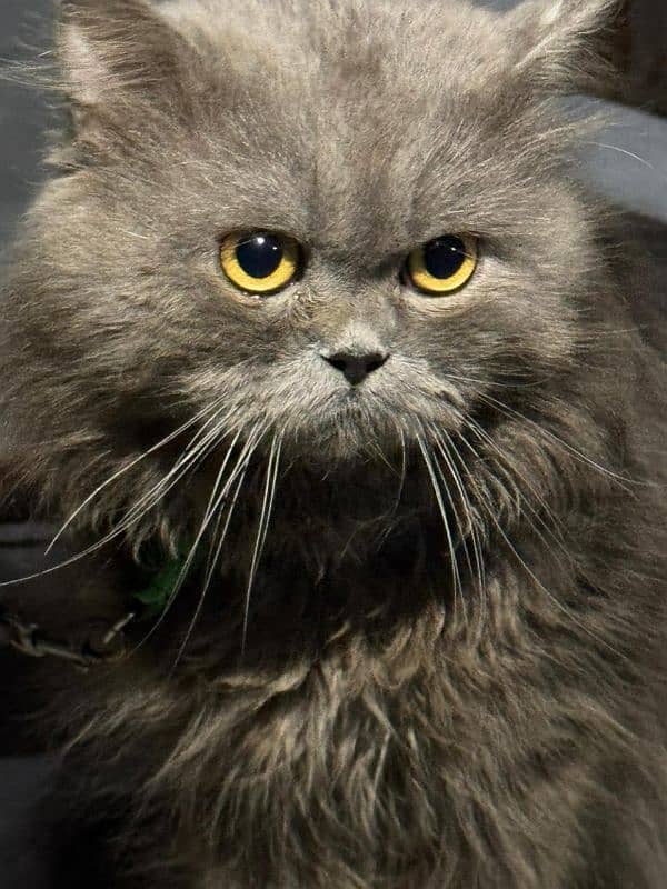 Persian cat male for breeding 3