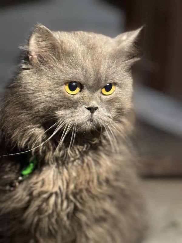 Persian cat male for breeding 4