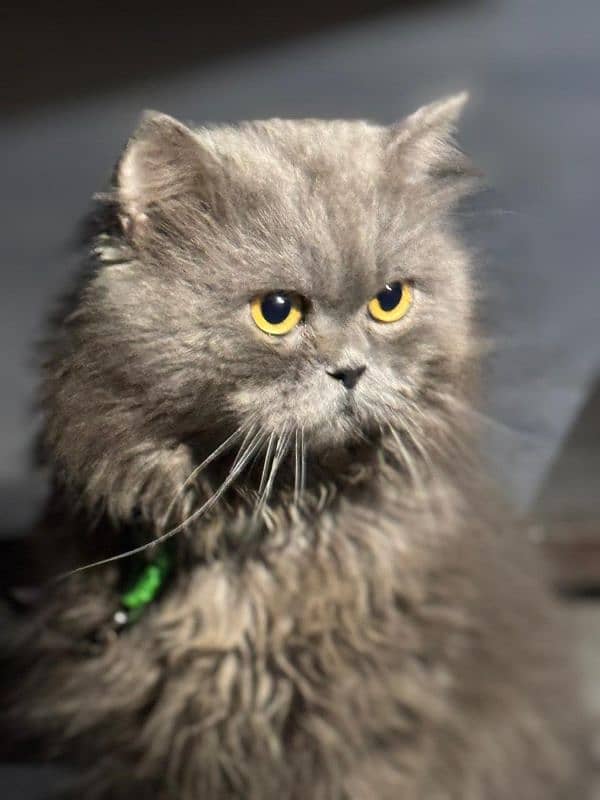 Persian cat male for breeding 6