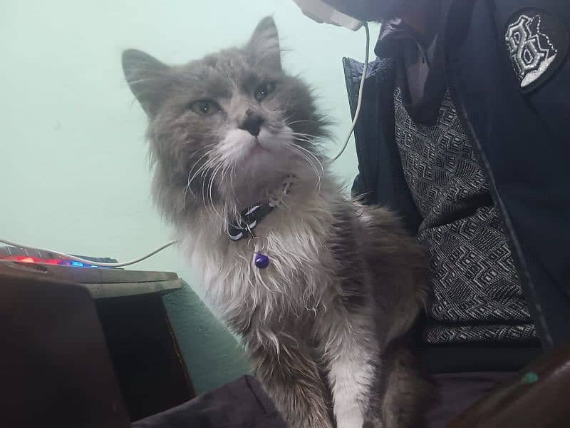 Male Persian 1