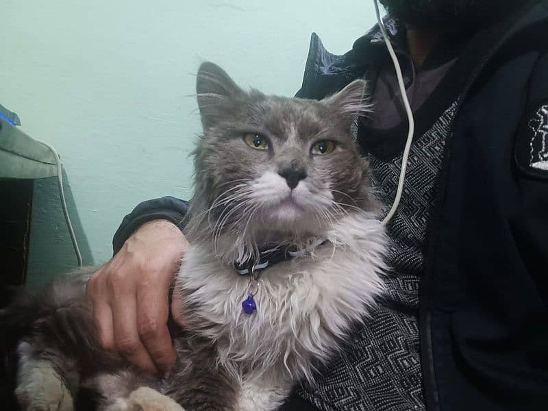 Male Persian 3