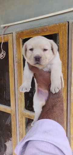 Labrador retriever puppies