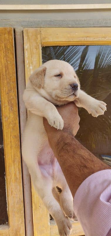 Labrador retriever puppies 2