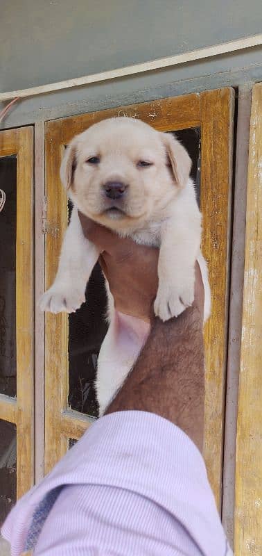 Labrador retriever puppies 4