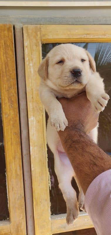 Labrador retriever puppies 6