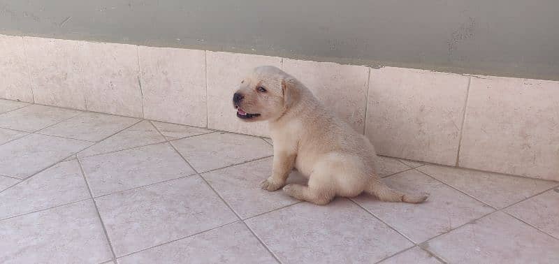 Labrador retriever puppies 7