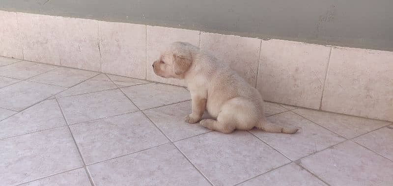 Labrador retriever puppies 8