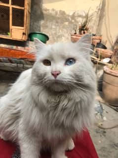 Pure Persian Male Cat with Odd Eyes