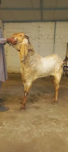 Makhy cheena bakra for sale in karachi