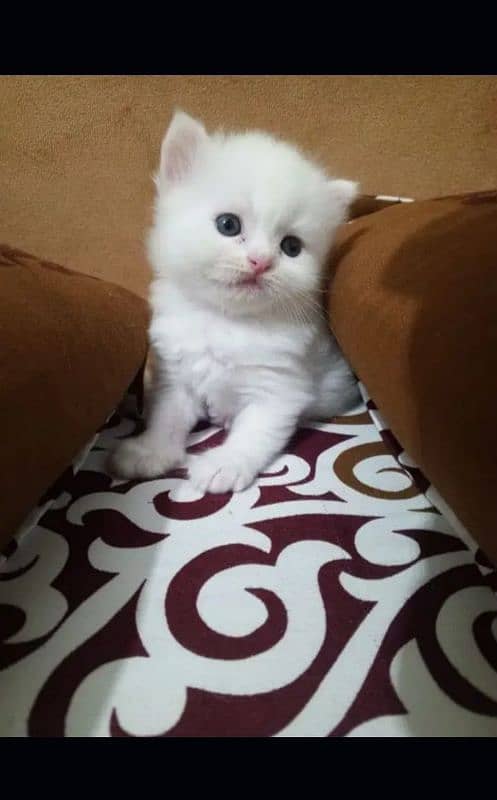 Persian kitten for urgent sale my WhatsApp number 0331 9289880 4