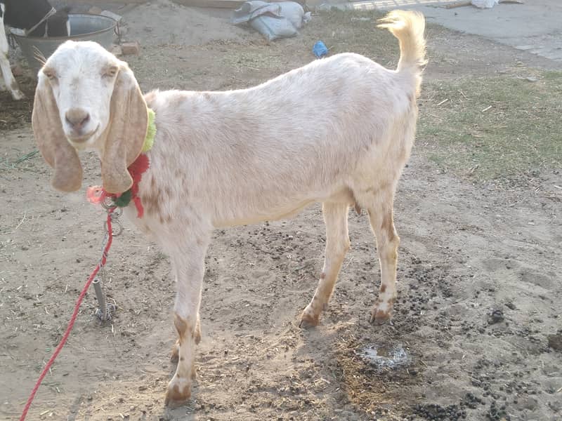 Female baqri aur cow for sale ha 0