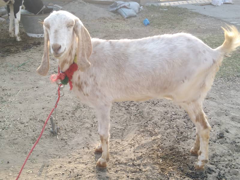 Female baqri aur cow for sale ha 2