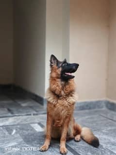 German Shepherd Beautiful Female For Urgent Sale