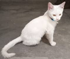 white male cat for sale