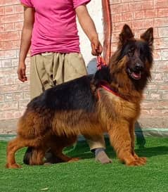 German Shepherd long coat female breedar 15 months Age for sale