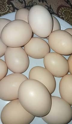 Golden Misri Eggs