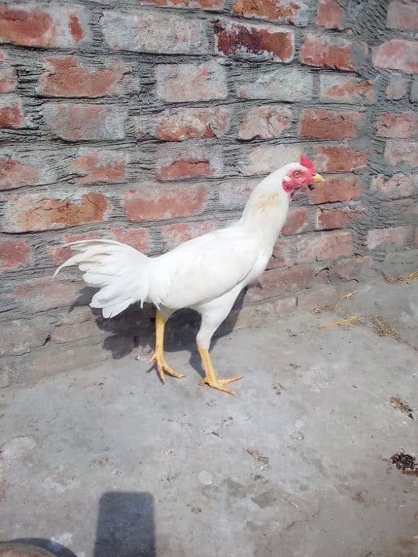 Aseel Mianwali white Murga and Mianwali lakha murga,for sale 0