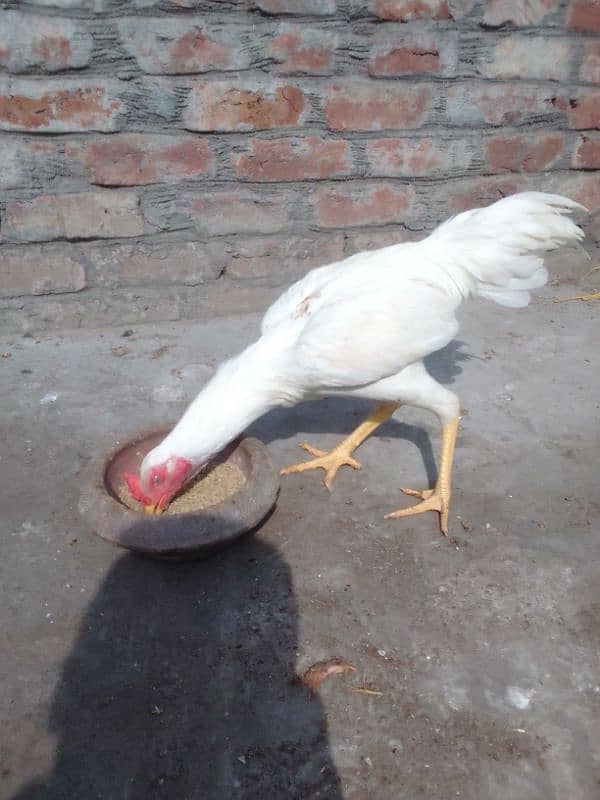 Aseel Mianwali white Murga and Mianwali lakha murga,for sale 1