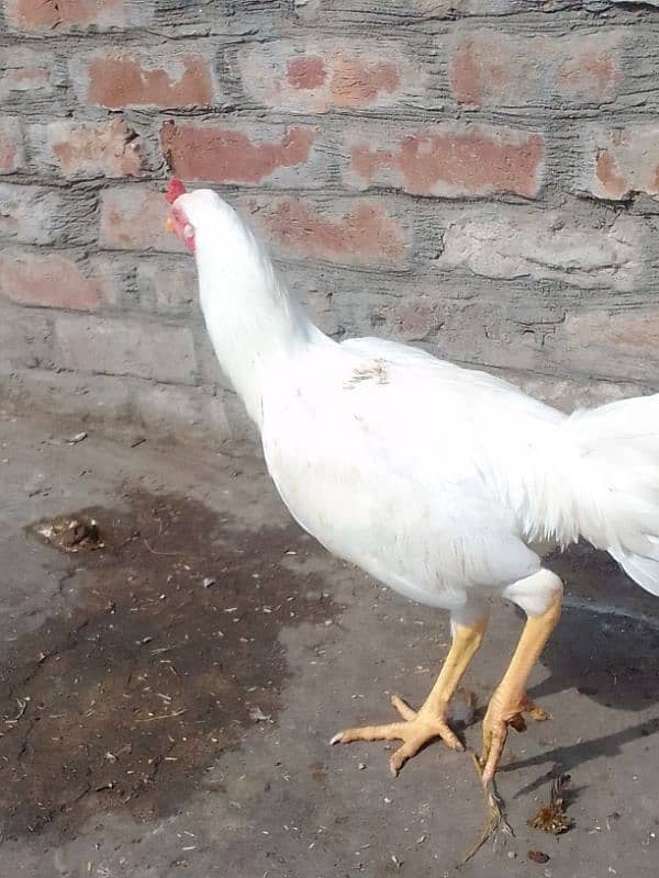 Aseel Mianwali white Murga and Mianwali lakha murga,for sale 3