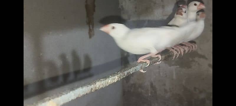 Java Finch Ka  Patta For Sale 1