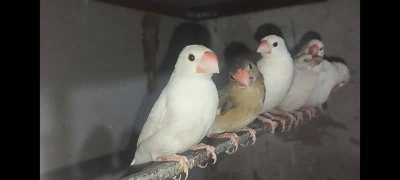 Java Finch Ka  Patta For Sale 2