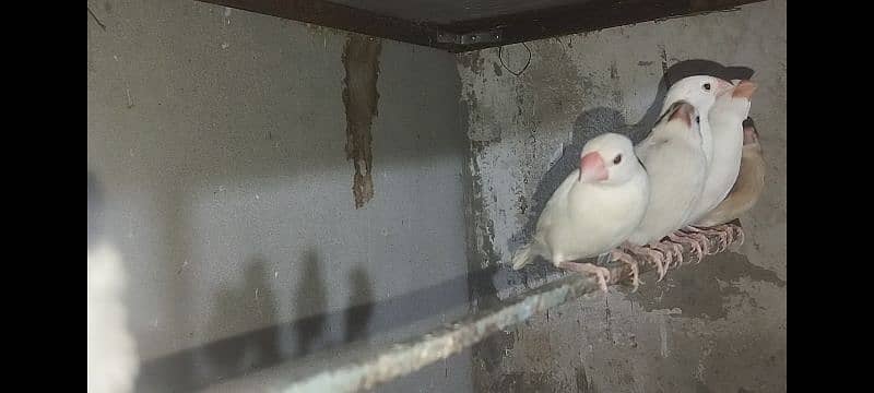 Java Finch Ka  Patta For Sale 3