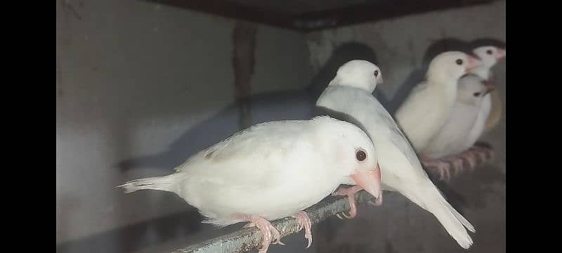 Java Finch Ka  Patta For Sale 4