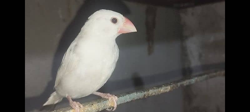 Java Finch Ka  Patta For Sale 7