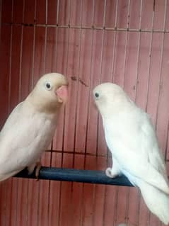 Albino Pair