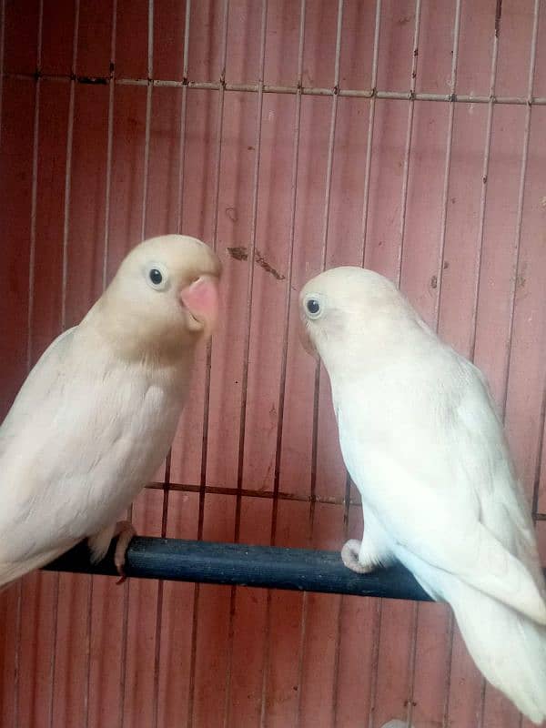 Albino Pair 0